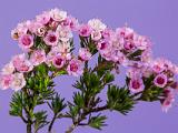 Floral Wonderland 006